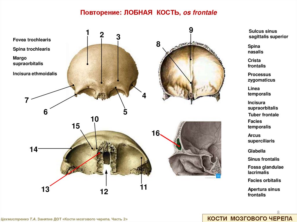 Парные кости мозгового черепа