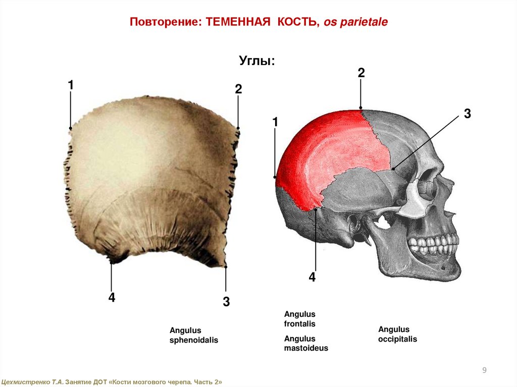 Теменная кость относится к. Теменные кости черепа. Теменная кость (os parietale). Теменная кость черепа. Третья задняя теменная кость.
