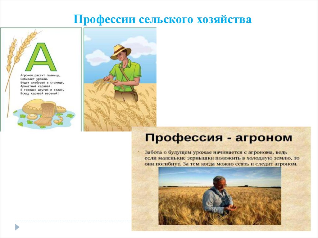 Сообщение о профессиях сельского хозяйства. Сообщение о профессиях сельского хозяйства