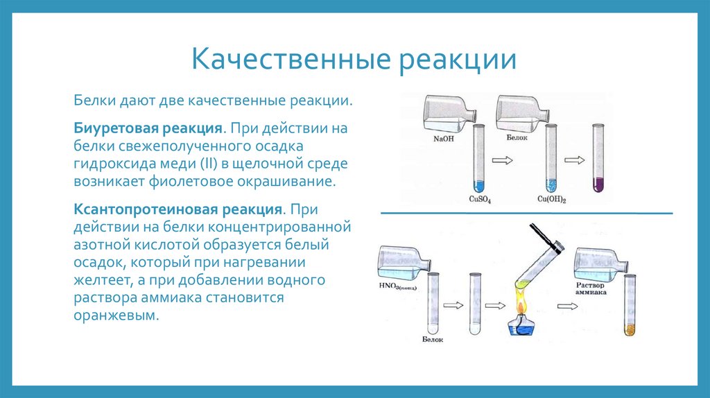 Белки основа жизни проект