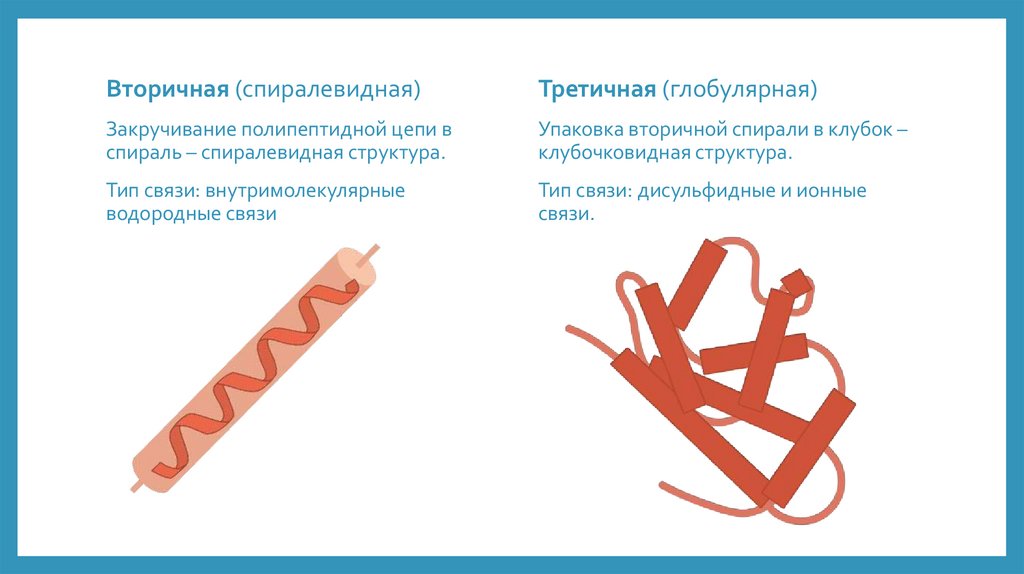 Белки основа жизни проект