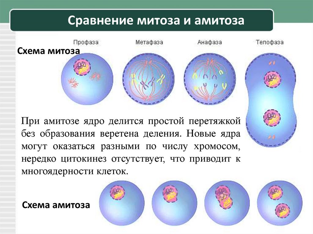 Деление родительской клетки. Различные формы митоза. Митоз и амитоз различия. Митоз характерен для клеток. Отличие митоза от амитоза.