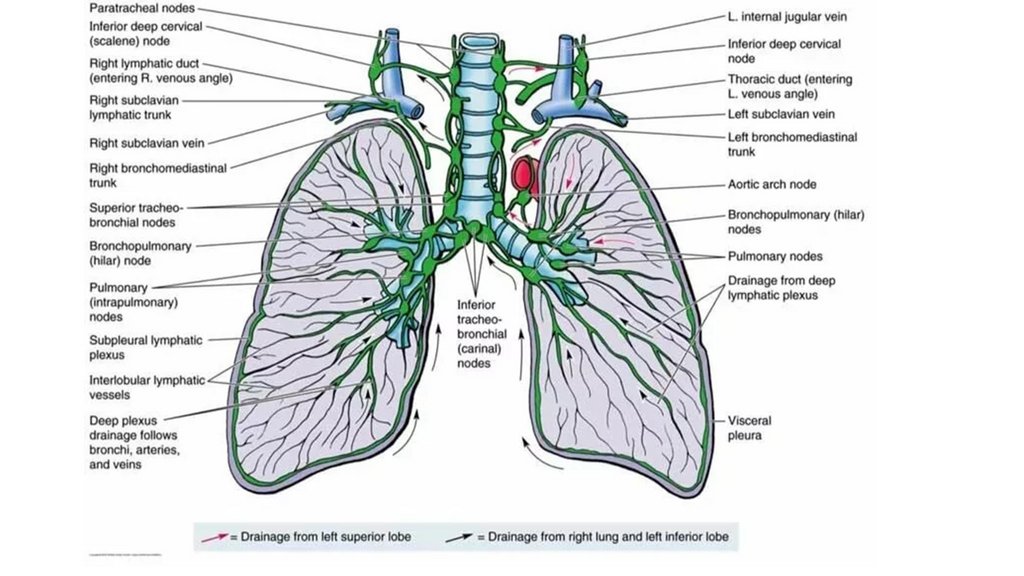 Лимфоузлы легких схема