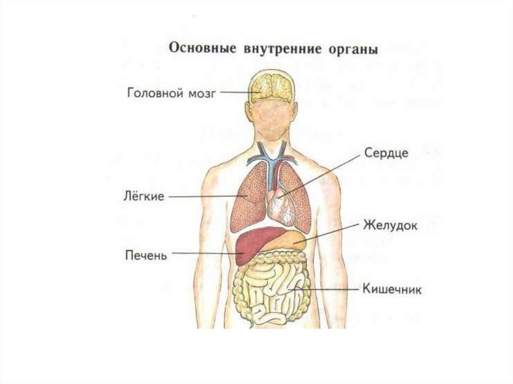 Название организма человека. Внутренние органы человека ВПР 4 класс. Тело человека органы 4 класс ВПР. Части тела человека ВПР 4 класс. Внутреннее строение человека ВПР 4 класс.