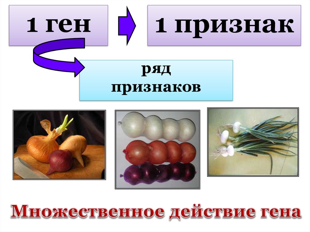 Действие гена. Основные признаки множественного действия генов примеры. Признаки множественное действие генов и примеры. Множественное действие Гена Даниил Дарвин.