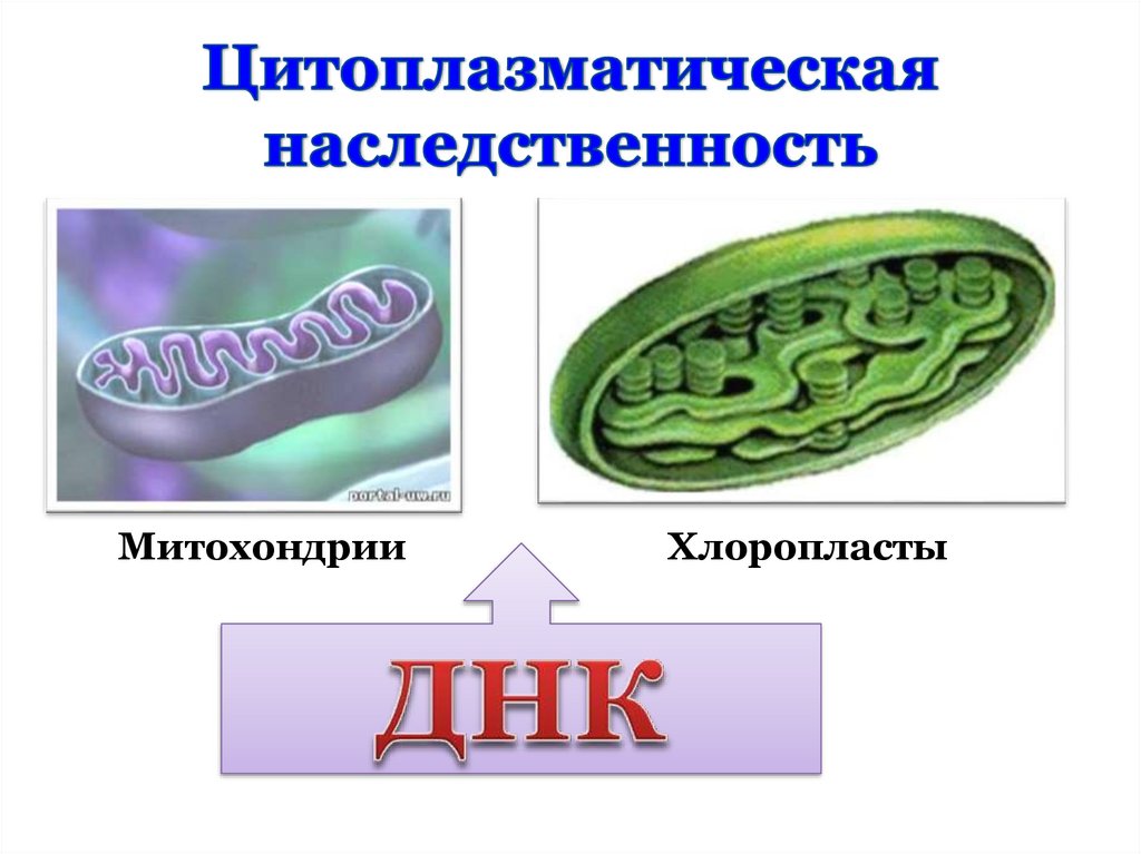 Цитоплазматическая наследственность презентация