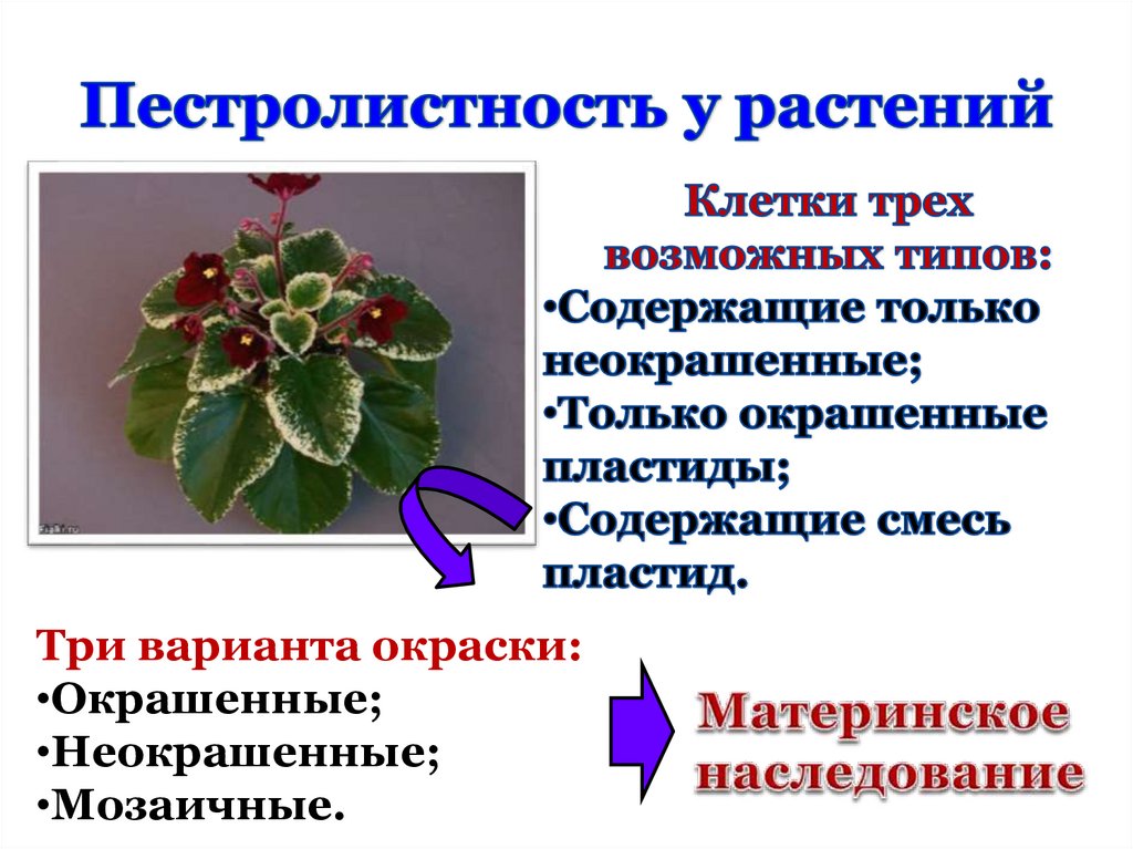 Цитоплазматическая наследственность презентация