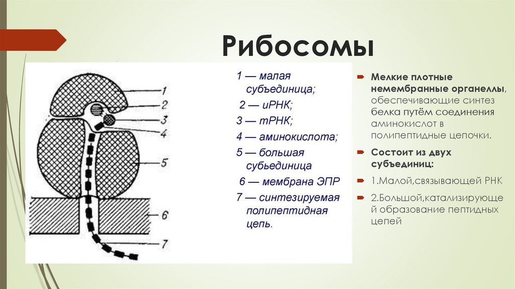 Органоиды простейших относящиеся к немембранным