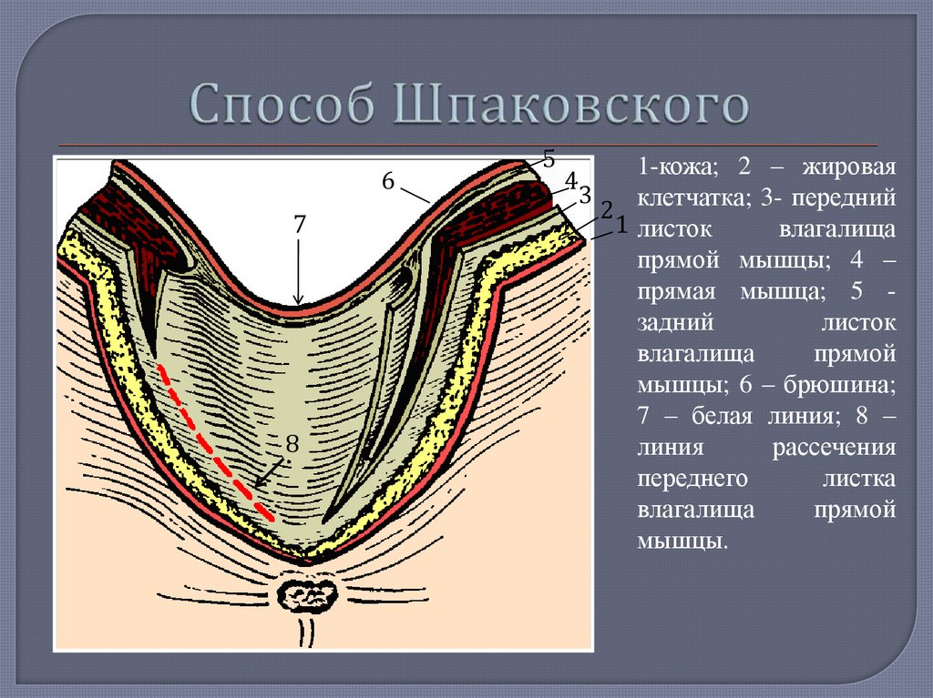 Белая линия живота фото