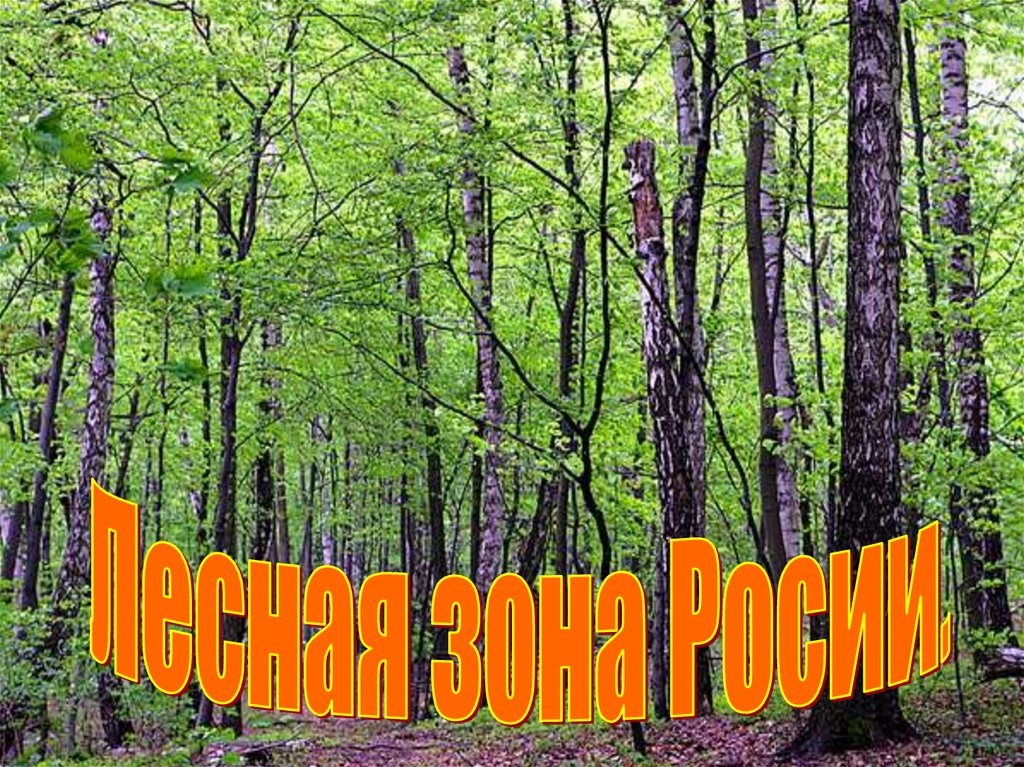 Лесная зона россии 4 класс окружающий мир презентация