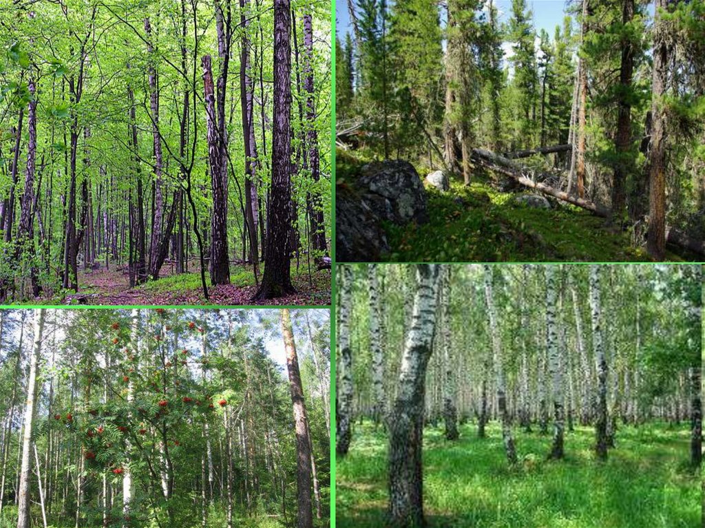 Урок лесная зона. Зона леса. Лесные зоны России. Леса России. Смешанные леса России растительный мир.