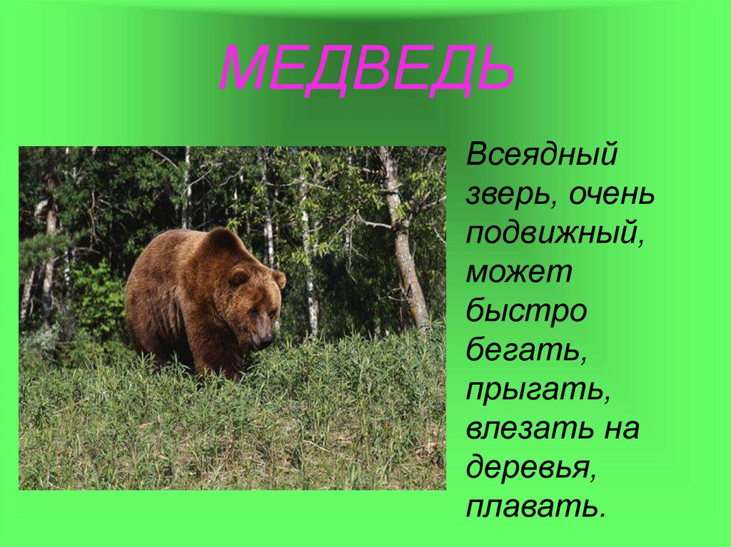 Звери очень текст. Животные зоны лесов. Обитатели Лесной зоны. Медведь всеядное животное. Доклад про лесных животных.