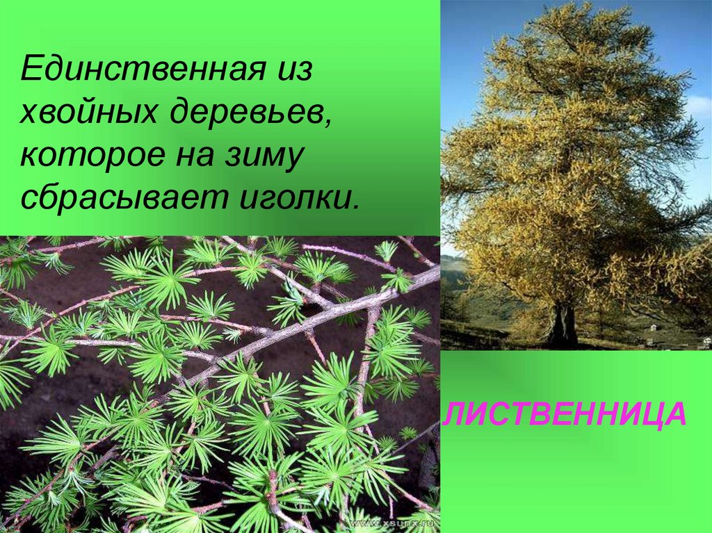 Солоухин деревья 2 класс 21 век презентация