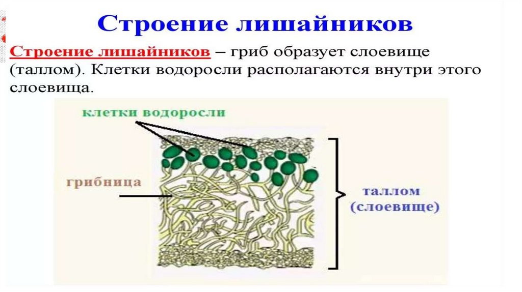 Строение лишайника ЕГЭ. Анатомическое строение лишайников. Строение лишайника. Царство грибы лишайники.
