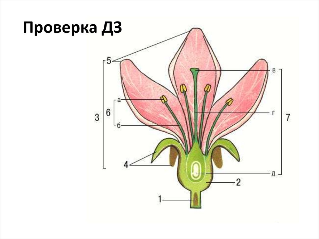 Строение цветка рисунок. Строение цветка амариллиса схема. Строение лилии биология. Перистое строение рыльца пестика. Строение рыльца пестика.