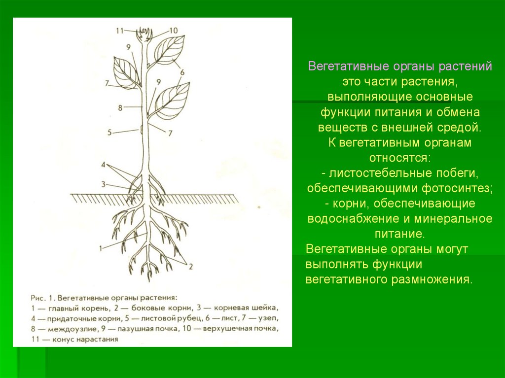 Вегетативные части тела. Морфология растений схема. Вегетативные органы растений. Морфология вегетативных органов высших растений. Вегетативные органы цветкового растения.