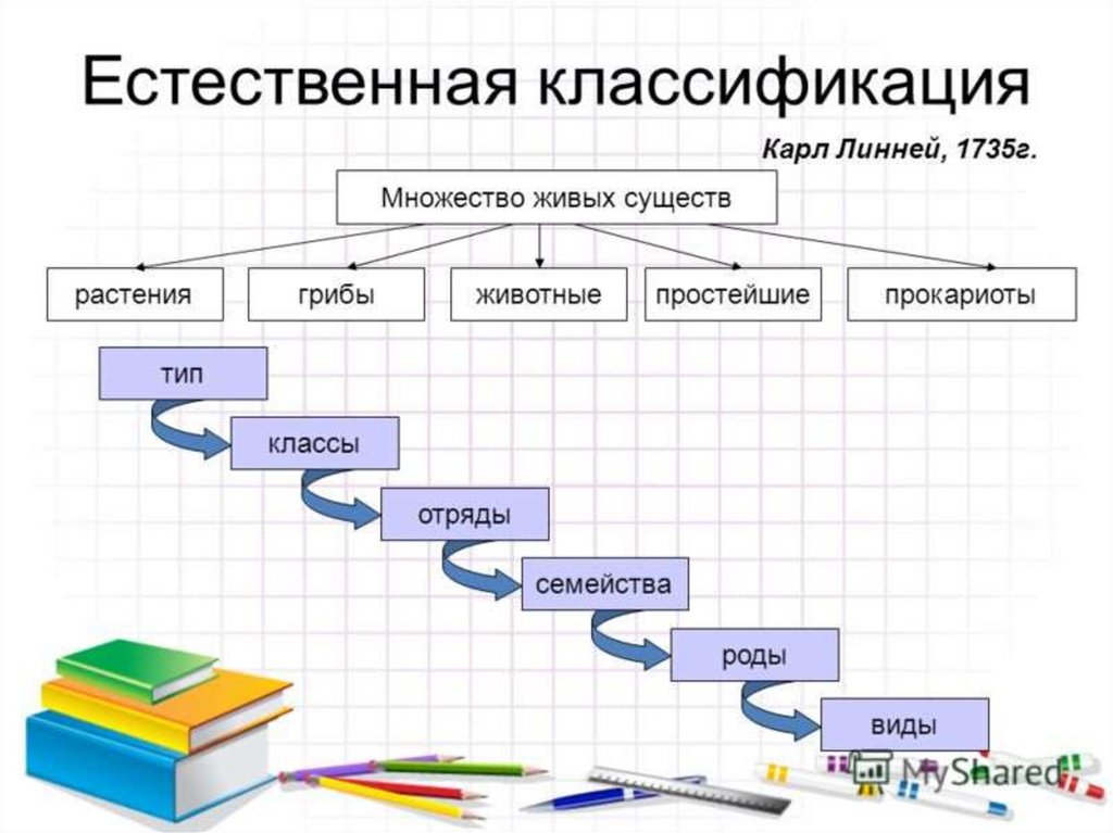 Принципы классификации живых организмов биология 5 класс. Классификация живых организмов по Линнею. Классификация по Карлу Линнею.