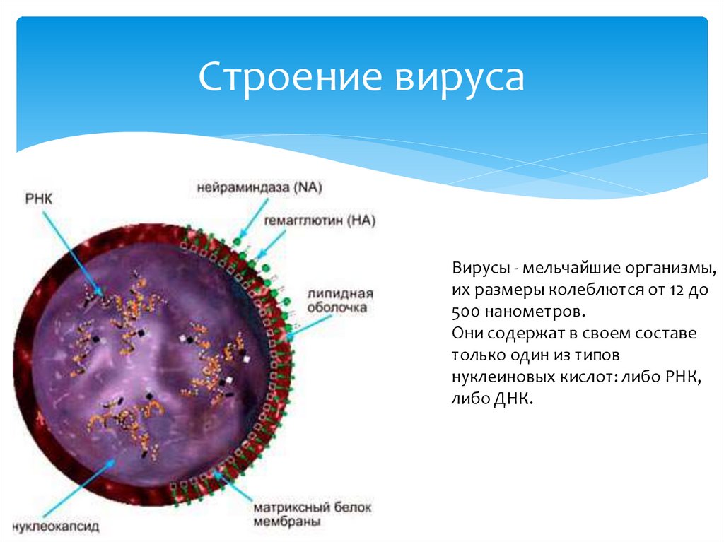 Вирус возбудителя кори. Корь структура вируса. Структура вируса кори. Строение вириона вируса кори. Вирус кори строение.