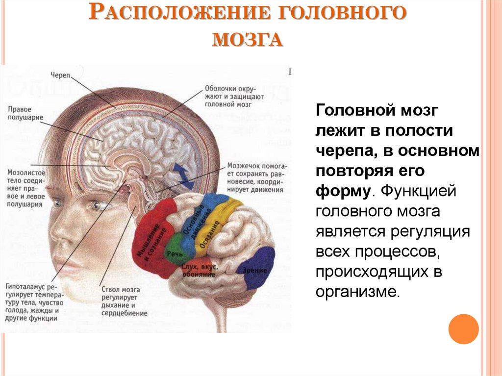 В полости черепа расположен. Расположение головного мозга. Расположение мозга в черепной коробке. Размещение головного мозга в черепной коробке. Расположение головного мозга в черепе.