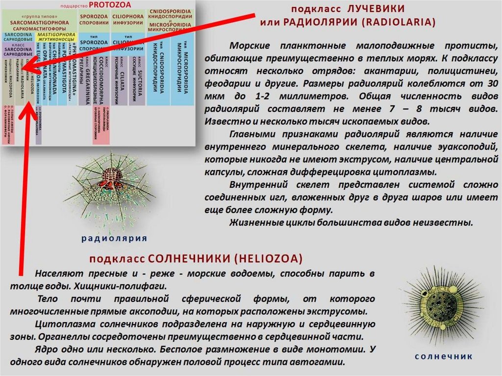 Более сложное строение имеют. Характеристика подцарства protozoa (простейшие). Царство протисты общая характеристика. Таблица Тип Саркодовые и жгутиконосцы инфузории Споровики. Тип Саркомастигофоры Тип инфузории Тип Споровики таблица.