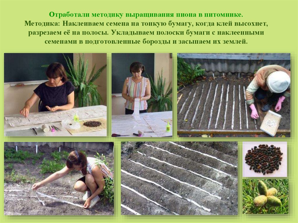 Отработали методику выращивания пиона в питомнике. Методика: Наклеиваем семена на тонкую бумагу, когда клей высохнет, разрезаем