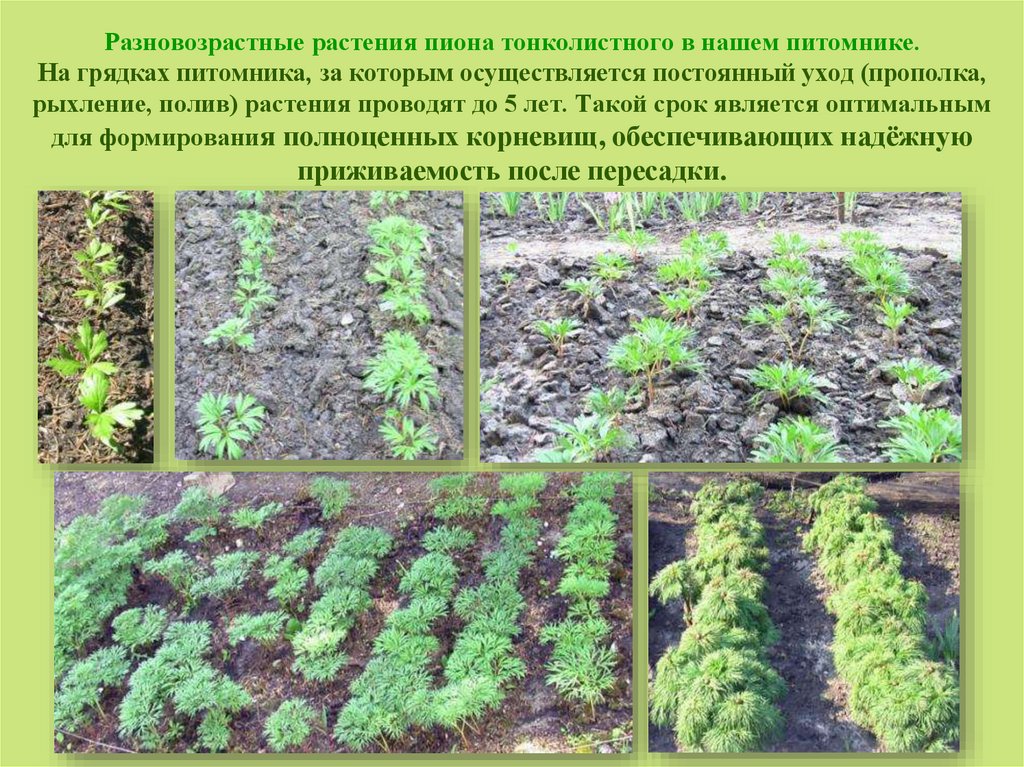 Разновозрастные растения пиона тонколистного в нашем питомнике. На грядках питомника, за которым осуществляется постоянный уход