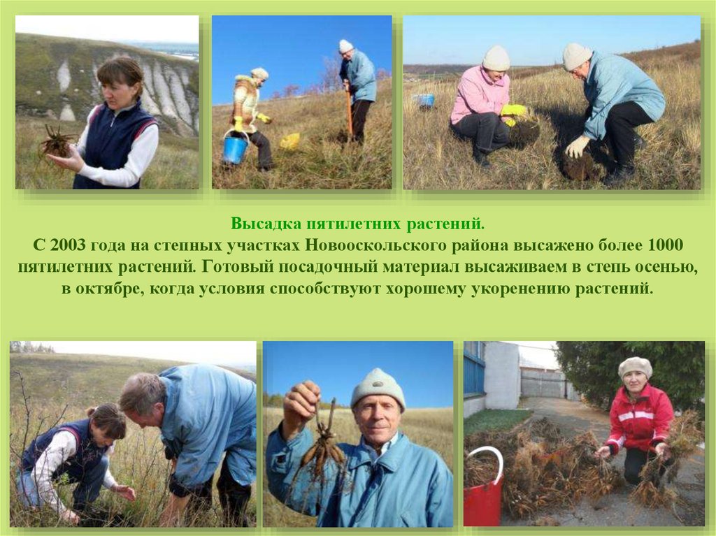 Высадка пятилетних растений. С 2003 года на степных участках Новооскольского района высажено более 1000 пятилетних растений.