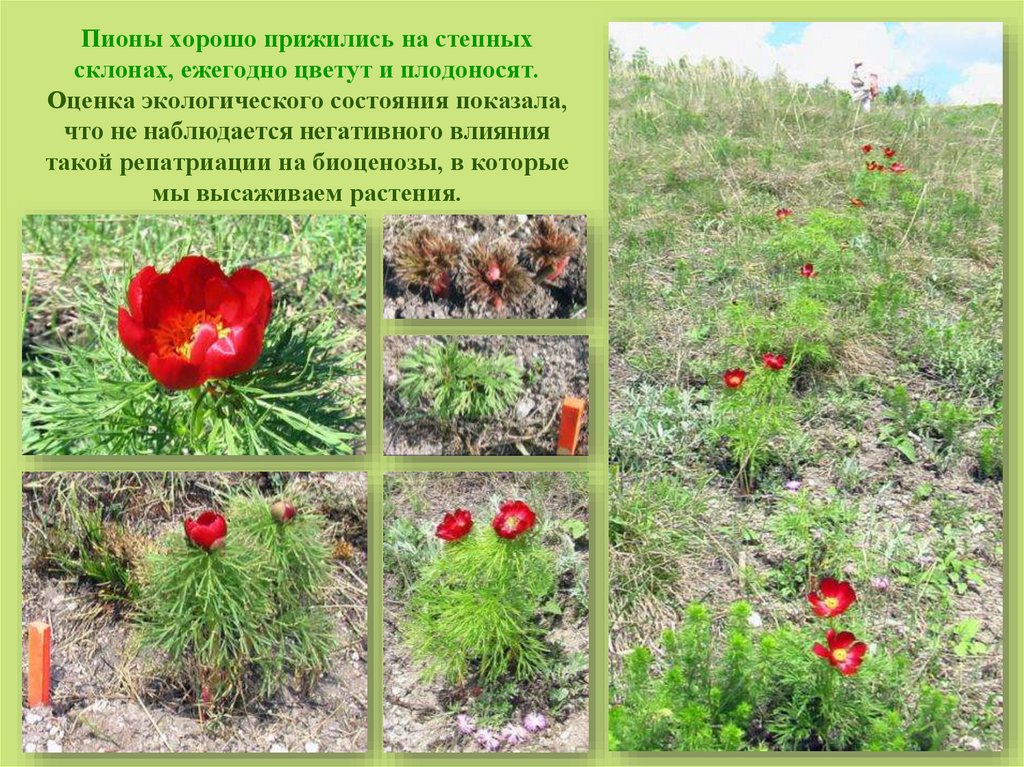 Пионы хорошо прижились на степных склонах, ежегодно цветут и плодоносят. Оценка экологического состояния показала, что не