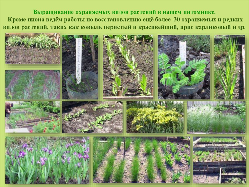 Выращивание охраняемых видов растений в нашем питомнике. Кроме пиона ведём работы по восстановлению ещё более 30 охраняемых и