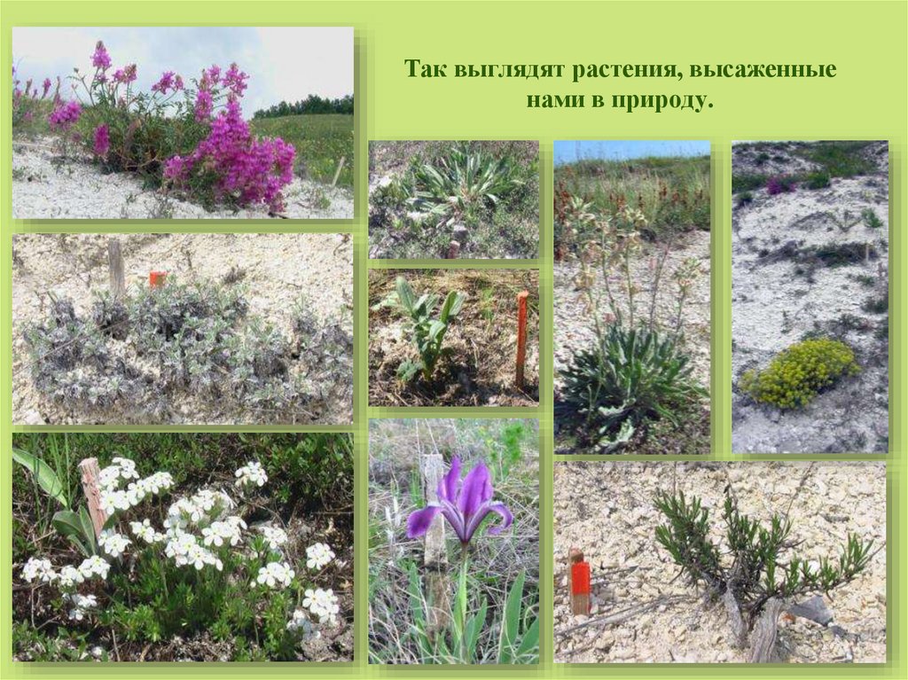 Так выглядят растения, высаженные нами в природу.