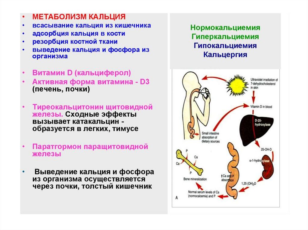 Метаболическая ткань. Всасывание кальция в кишечнике. Метаболизм кальция в организме. Всасывание из кишечника кальция. Кальций всасывается в организме.