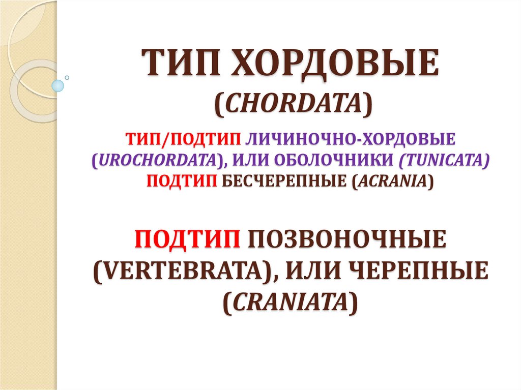 Общая характеристика подтипа Vertebrata. Подтип личиночно Хордовые. Позвоночные это Тип или Подтип. Характеристика подтипа позвоночные.