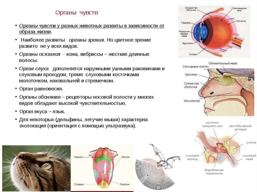 Органы чувств на голове млекопитающих