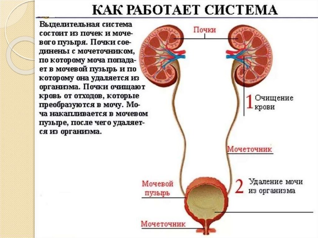 Презентация по биологии 8 класс выделительная система человека