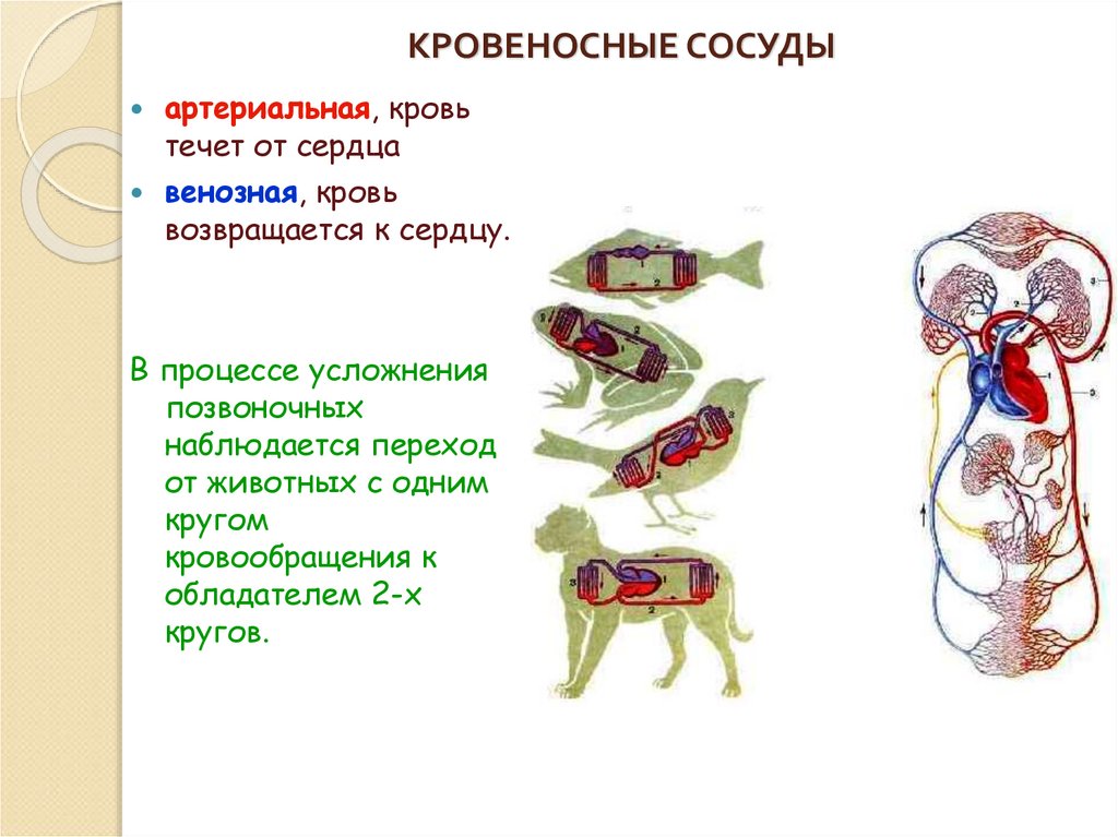 У каких животных тело снабжается артериальной кровью