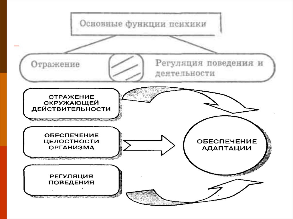 Отражение деятельности. Этапы развития психики схема. Происхождение и развитие психики рисунки. Состав механизма психики человека. Функции психики животных.