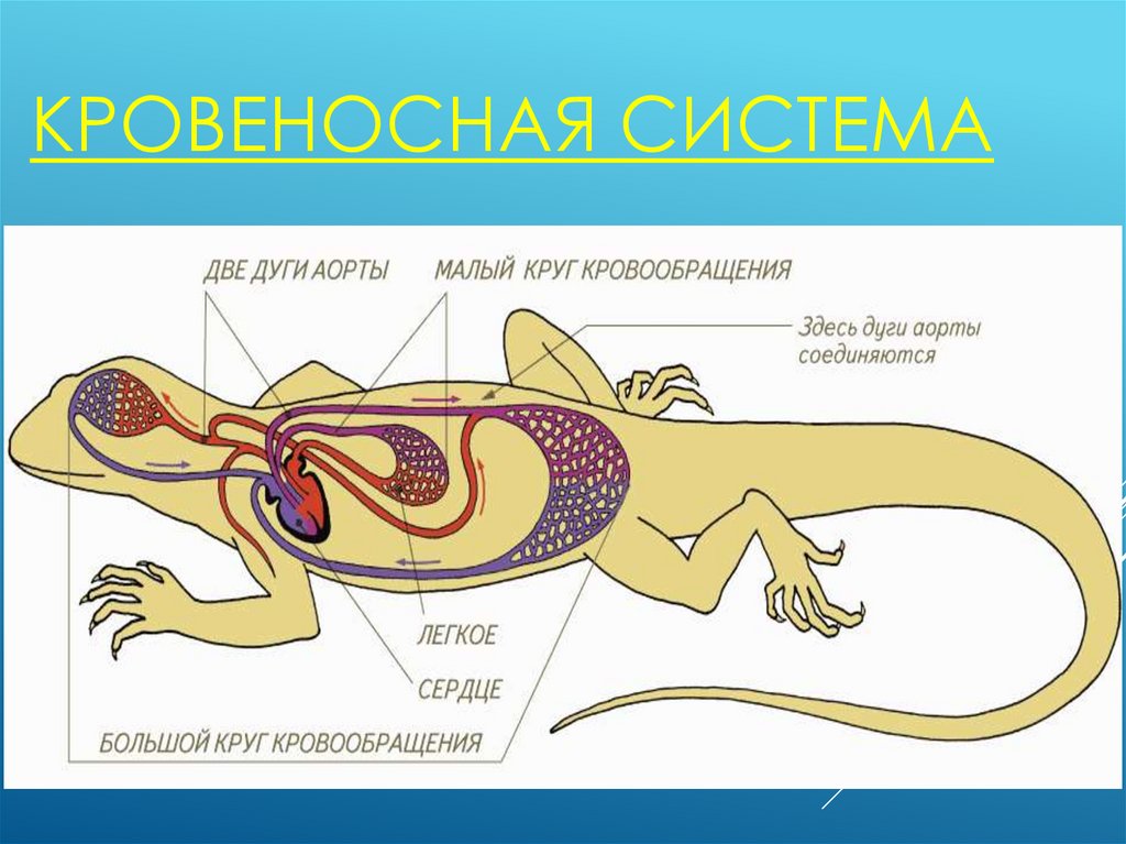 Класс рептилии кровеносная система