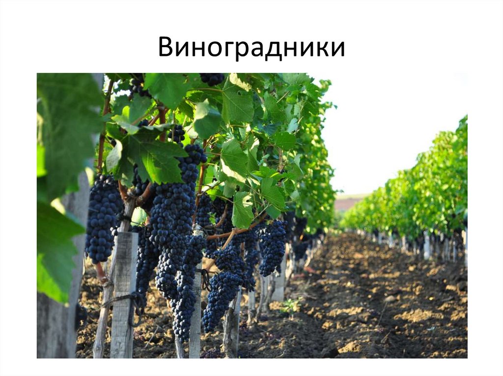 Виноградники