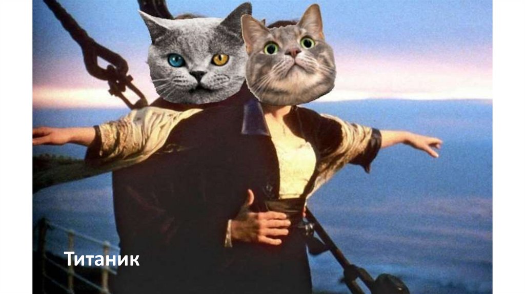 котомотограф с ответами. кото 90. остров аосима. кафе черных кошек в японии. котофильм.