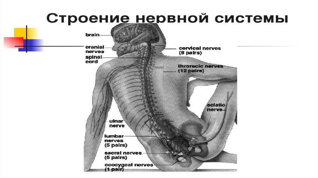 Элементы нервной системы