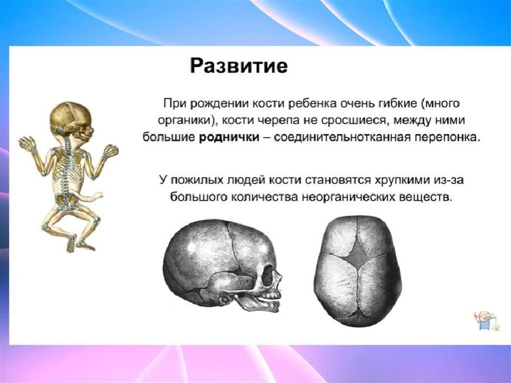 Кости для презентации. Значение костей. Смысл кости. Развитие скелета биология 8 класс.