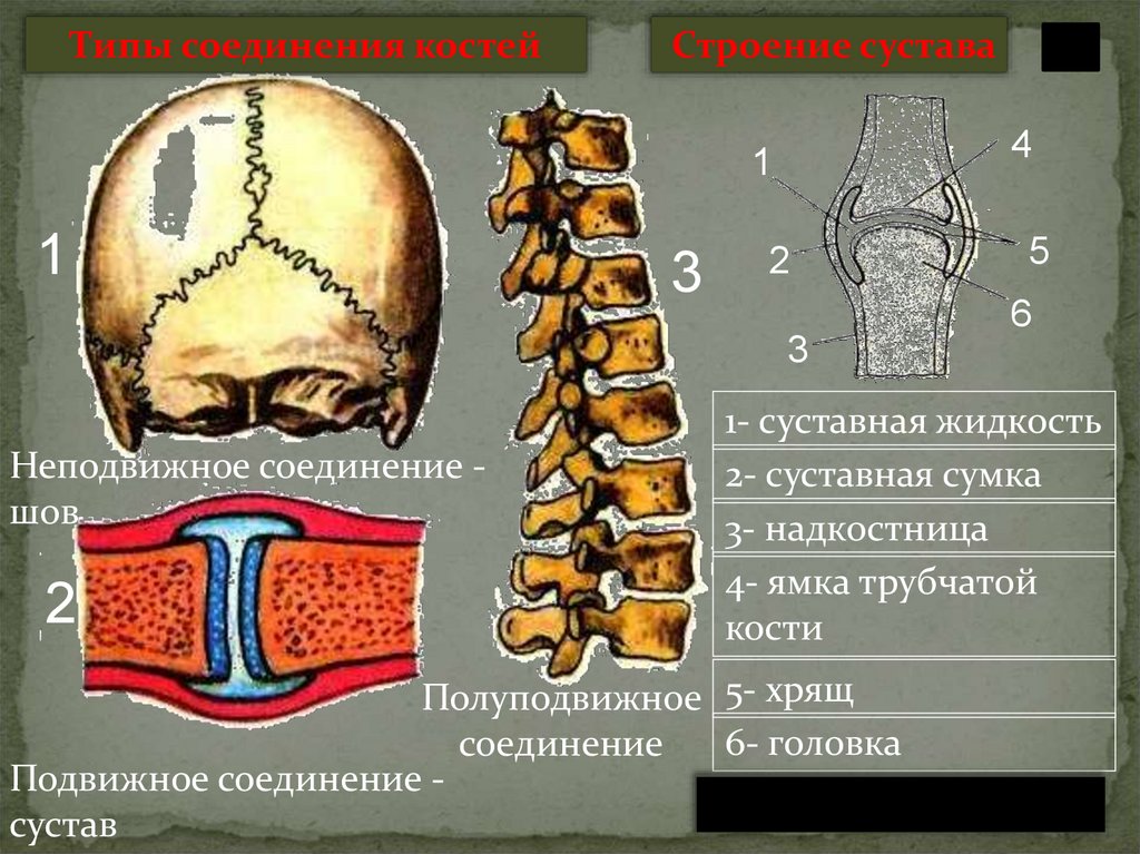 Какие кости полуподвижно соединены между собой. Полуподвижное соединение костей строение. Соединение костей туловища. Кости черепа и соединение костей. Строение и соединение костей туловища.