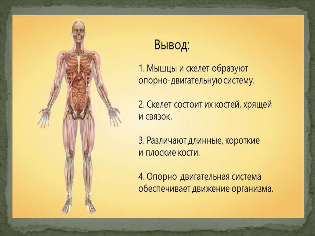 Функция скелета организма. Опорно двигательная система скелет человека анатомия. Строение и функции опорно-двигательной системы. Опорно двигательный аппарат строение скелета. Строение скелета опорно двигательная система.