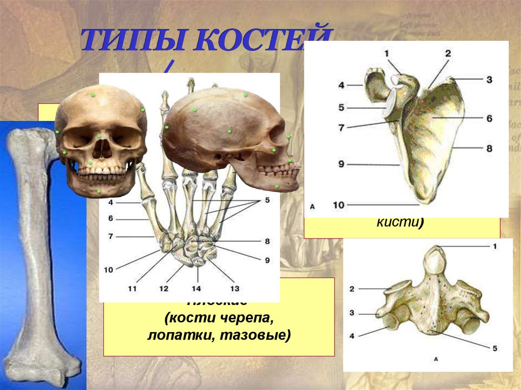 Плоские кости скелета человека. Губчатые кости Грудина. Типы костей. Плоские кости. Тип костей черепа.