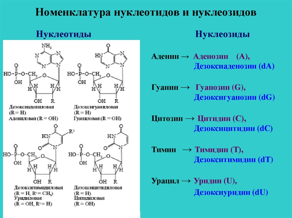 Рнк содержит тимин. Нуклеозиды ДНК строение номенклатура. Аминокислоты аденин гуанин Тимин цитозин таблица. Строение нуклеозидов и нуклеозидов. Нуклеозиды ДНК строение.