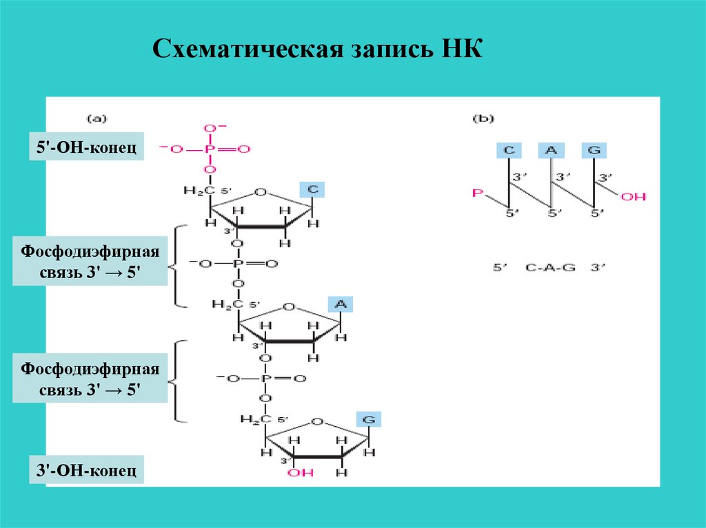 Третий с конца. Фосфодиэфирная связь между нуклеотидами. Фосфодиэфирная связь строение. Фосфодиэфирные связи в РНК. 5 Штрих фосфодиэфирная связь.