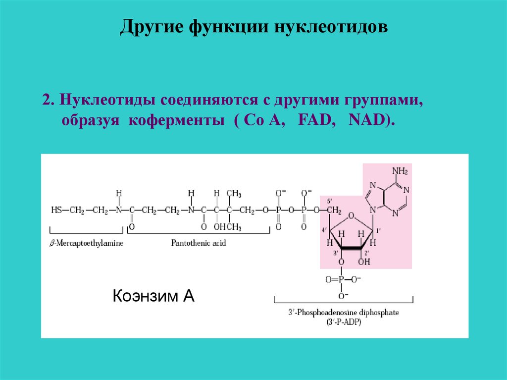 Первичная структура нуклеотидов. Функции нуклеотидов. Коферменты нуклеотиды. Нуклеотиды биохимия. Нуклеотиды строение и биохимические функции.