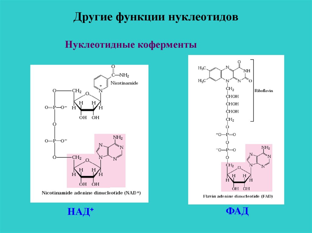 Структуры и функции нуклеотидов. Коферменты нуклеотидного типа строения. Нуклеотидные кофакторы биохимия. Коферменты нуклеотиды. Над и ФАД биохимия.