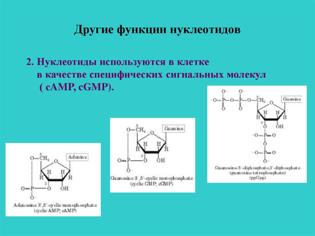 Длина нуклеотида. Нуклеотид строение и функции. Функции нуклеотидов биохимия. Нуклеотиды основные функции. Нуклеотиды строение и биохимические функции.