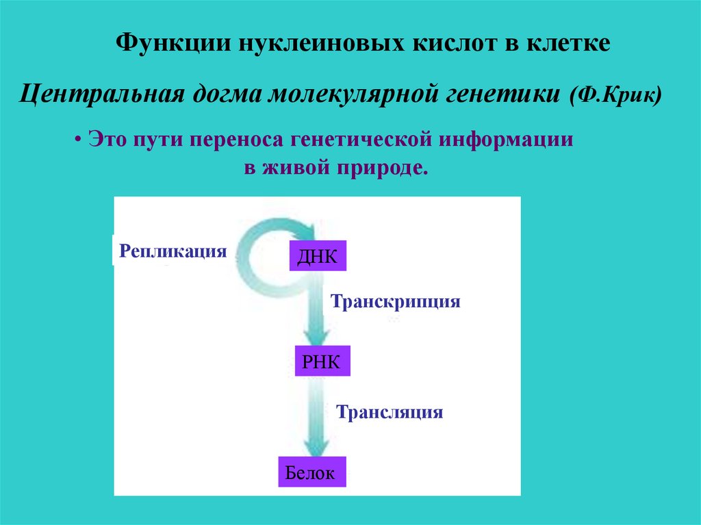 6 функции нуклеиновых кислот. Нуклеиновые кислоты функции РНК. Центральная Догма молекулярной генетики. Функции нуклеиновых кислот в клеткк.